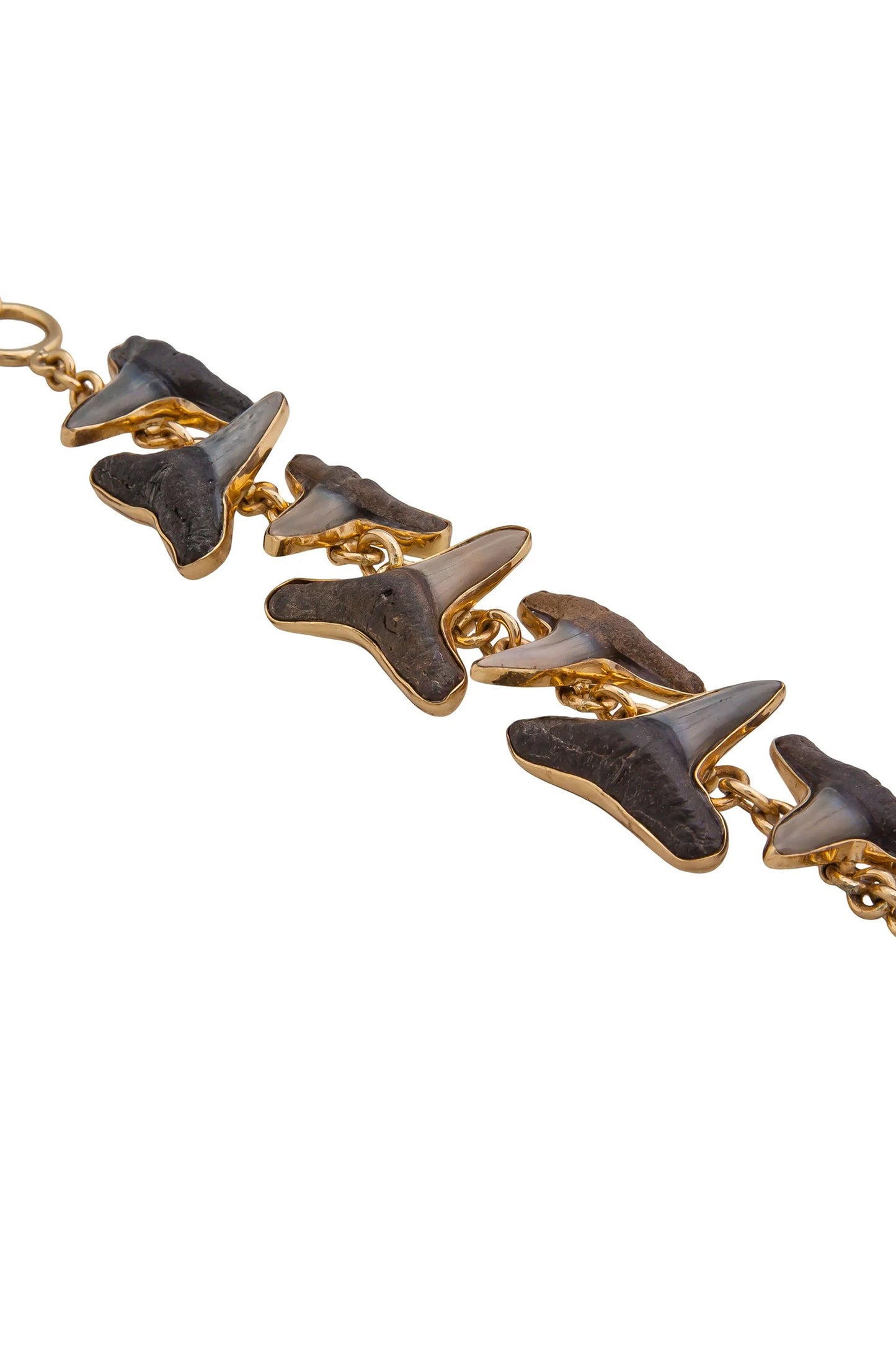 Charles Albert Alchemia Fossil Shark Teeth Bracelet