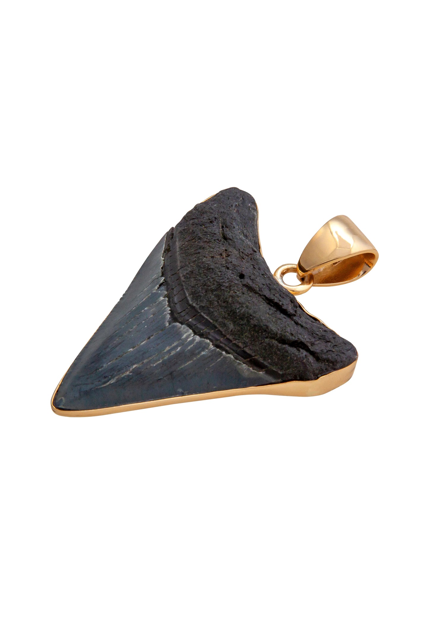 Charles Albert Alchemia Fossil Shark Tooth Pendant
