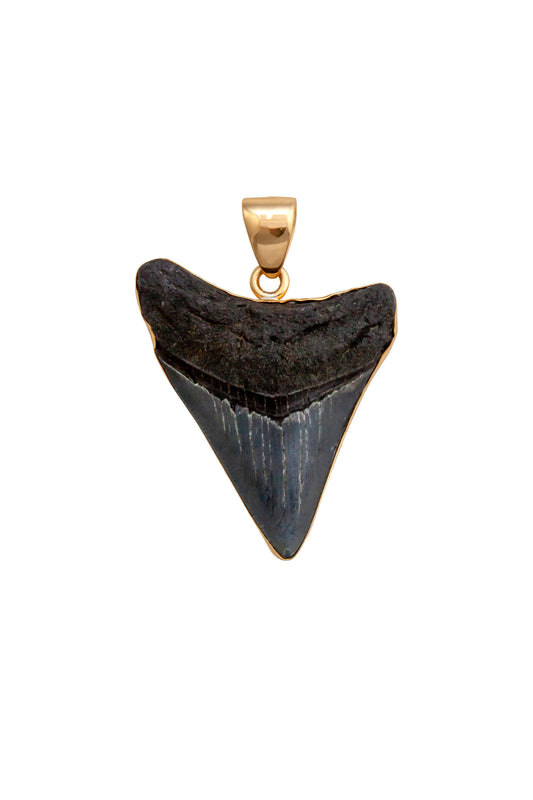 Charles Albert Alchemia Fossil Shark Tooth Pendant